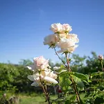Rural Medulas Viviendas De Uso Turistico 2 Y 2