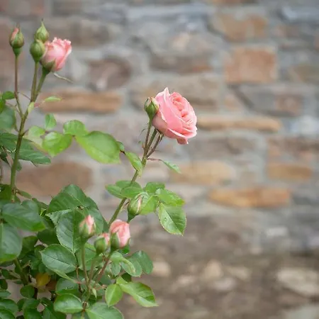 Rural Medulas Viviendas De Uso Turistico 2 Y 2 カントリーハウス Las Médulas