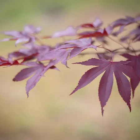 Rural Medulas Viviendas De Uso Turistico 2 Y 2 Лас-Медулас