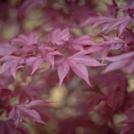 Casa di campagna Rural Médulas *