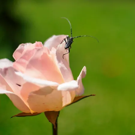 カントリーハウス Rural Medulas Viviendas De Uso Turistico 2 Y 2