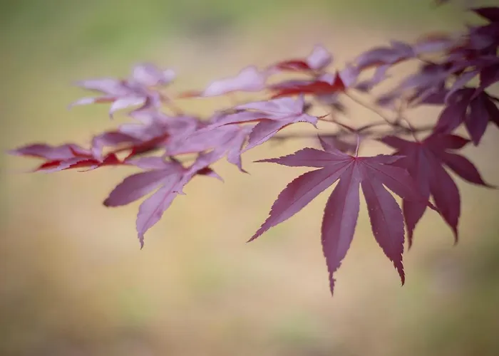 Rural Medulas Viviendas De Uso Turistico 2 Y 2 Las Médulas
