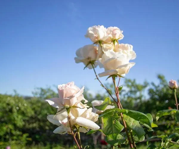 Rural Medulas Viviendas De Uso Turistico 2 Y 2