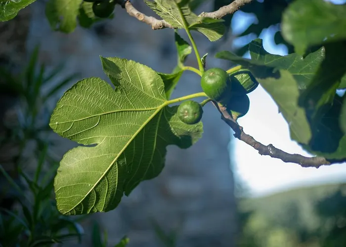 Rural Medulas Viviendas De Uso Turistico 2 Y 2