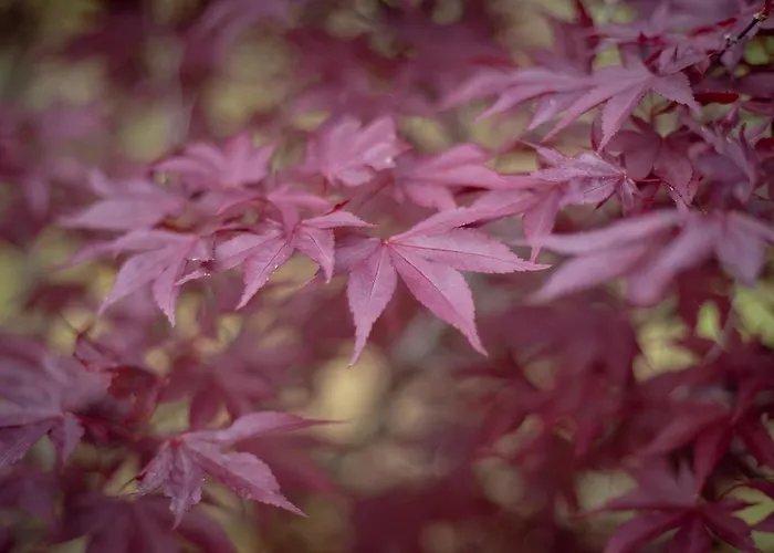Landsted Rural Medulas Viviendas De Uso Turistico 2 Y 2 *