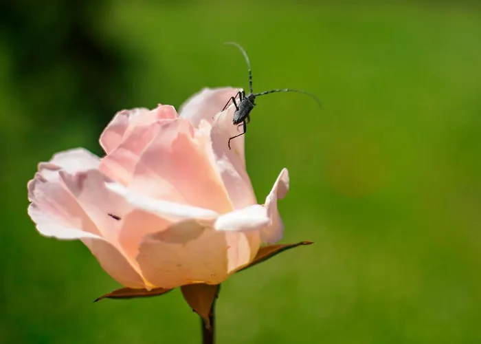 乡村民宿 Rural Medulas Viviendas De Uso Turistico 2 Y 2